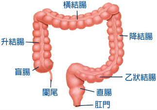 免麻醉無痛腸鏡